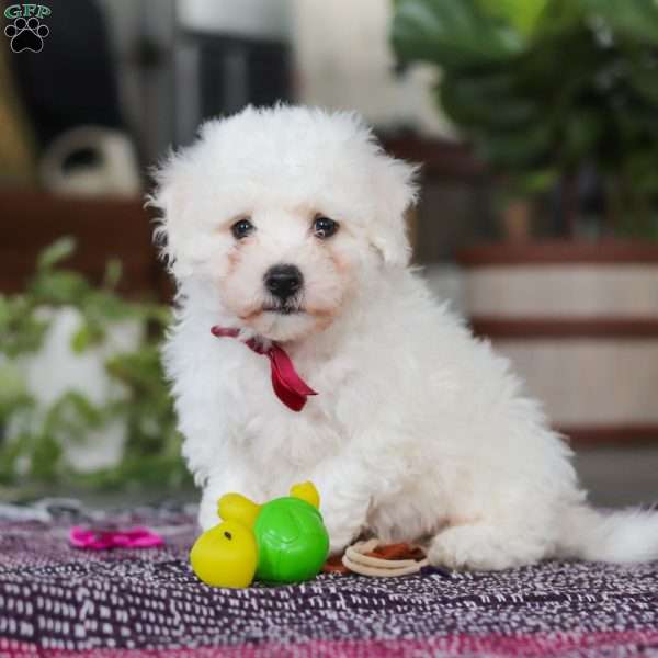 Rambo, Bichon Frise Puppy